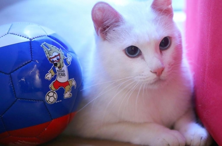 Achilles, Kucing Peramal Piala Dunia (Sumber: twitter)