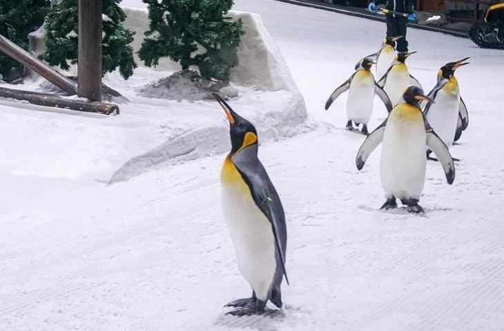 Sejumlah penguin sedang berjalan di wahana es keluarga, Ski Dubai. (Instagram/@skidxb)